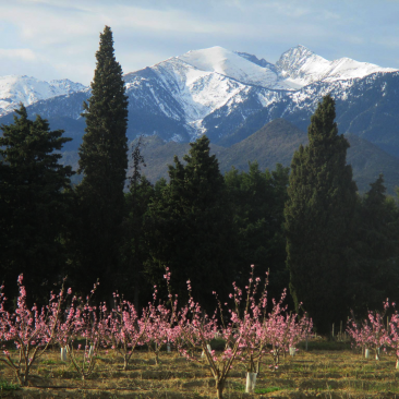 canigou